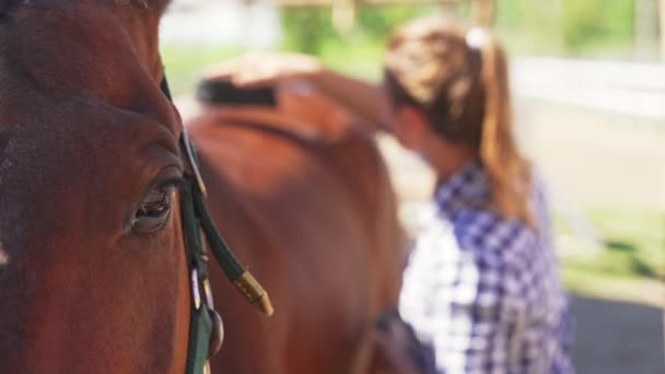 Horse Closeup View Meisje borstelen van stof uit de glanzende Paard jas - Horse Love — Stockvideo