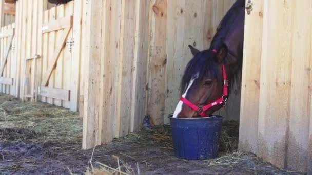 Un caballo marrón en el establo comiendo hierba de un cubo - estable con puertas de madera — Vídeo de stock