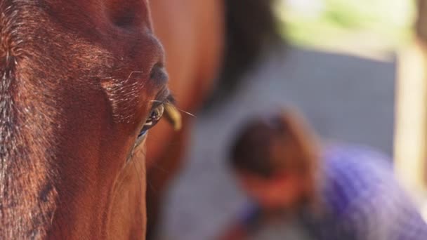 Cuidadora limpiando sus patas de caballo Vista de cerca de la cabeza de caballo durante el día — Vídeos de Stock