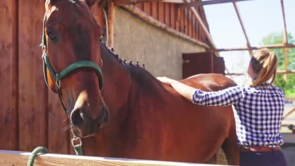 Dziewczyna czyszcząca konia Dark Bay za pomocą szczotki w stajni w ciągu dnia — Wideo stockowe