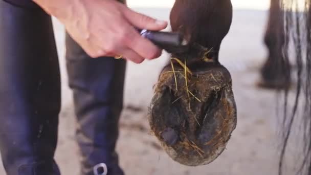 Vrouwelijke verzorger schoonmaken paardenhoef in de stal schrapen van hooi uit de hoef — Stockvideo