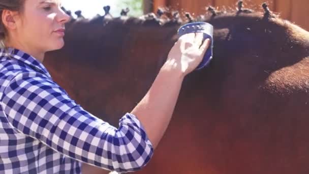 Jong meisje borstelen uit de stof van haar paard glanzende jas met behulp van een lichaam borstel — Stockvideo