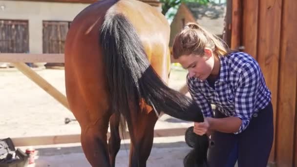 Жіноча доглядачка чистить хвіст темного коня. — стокове відео