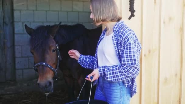 Flickan slår sin häst i stallet under dagen - håller en hink — Stockvideo