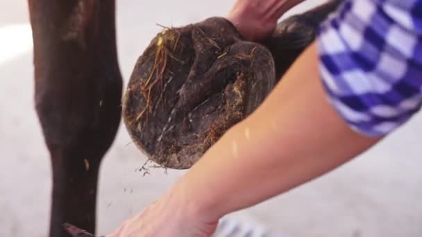 Mulher de cavalo limpando a mangueira de seu cavalo usando uma picareta de mangueira raspando fora Hay — Vídeo de Stock