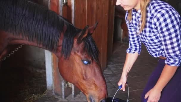 Propietaria de un caballo hembra dando un cubo de agua a su caballo de la bahía - Alimentación de caballos - ceguera de caballo — Vídeo de stock