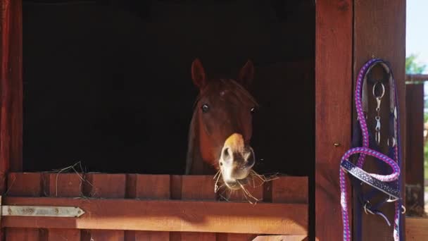 Caballo en el establo mirando desde la ventana Cuerda de plomo está colgando de un gancho — Vídeo de stock