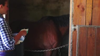 Ahırda koyu kahverengi bir at. Kovadan bir kepçe kullanarak beslenen bir kız.