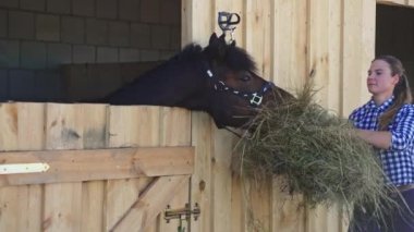 Taze Hays 'i ahırdaki kahverengi atına yediren bir kız.