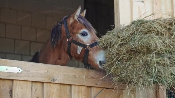 Jong meisje voedt vers hooi aan het paard in de stal - voedende paarden concept — Stockvideo