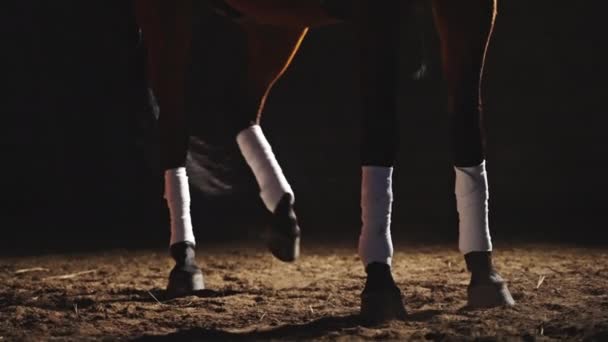 Ein dunkelbraunes Pferd, das im sandigen Boden aufwächst - bandagierte Beine des Pferdes — Stockvideo