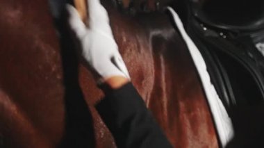 Kapıcı yumuşak bir fırça kullanarak ahırda koyu kahverengi bir atı nazikçe fırçalıyor.