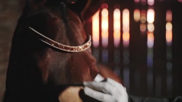 Cuidador suavemente cepillando un caballo marrón oscuro en el establo durante la noche — Vídeos de Stock