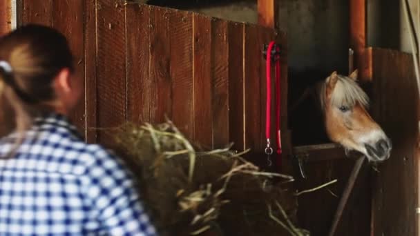 Brown Horse With Blond Mane In The Stall - Flickmatning Färska Hays To The Horse — Stockvideo