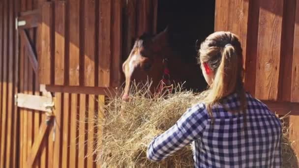 Ung flicka matar Färska Hays till hennes mörkbruna häst i stallet - Matning häst — Stockvideo