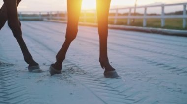 Kumsalda At Bacakları Yavaşça Yürüyor Toz Yakından Bakış Açısı