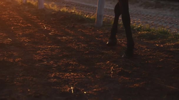 Widok na ciemnobrązowy koń spacerujący po piaszczystej arenie podczas zachodu słońca — Wideo stockowe