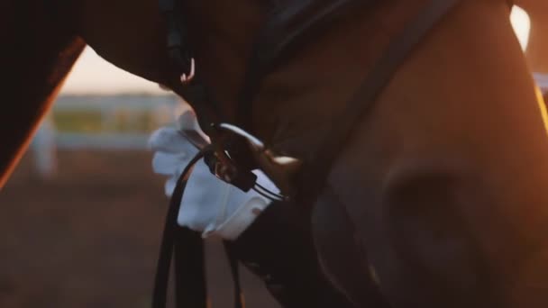 Händer av en kvinna Fixing Horse Bridle - Kvinna bär handskar Fixing Horse Halter — Stockvideo