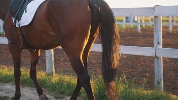 Kobieta Koń Właściciel Biorąc Jej Ciemny Zatoka Koń Na Jazdę Wieczorem Powrót Widok — Wideo stockowe