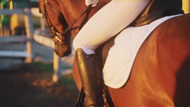 Jockey en un caballo marrón oscuro con un abrigo de caballo brillante en la arena Arena - Puesta de sol — Vídeos de Stock