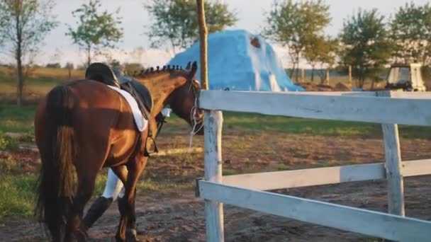 Dziewczyna Biorąc Jej Silny Brązowy Koń Na Jazdę W Piaszczystym Parkour Wieczorem — Wideo stockowe