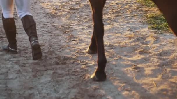 Widok nogi ciemnobrązowy koń chodzenie posłusznie ze swoim właścicielem - Końskie kopyta — Wideo stockowe