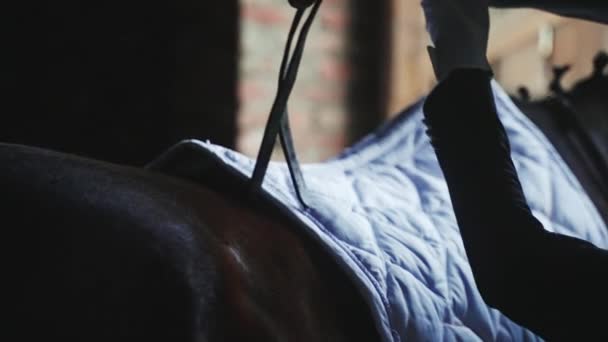 Hands Of A Woman Saddling Up A Seal Horse - Saddle Pad Is Placed On Horseback — Stock Video