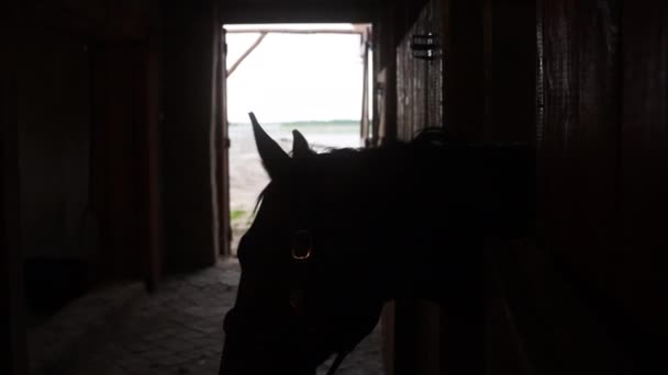 Silhouet van Horse Looking Out vanuit het raam van de stal - Horse Stable — Stockvideo