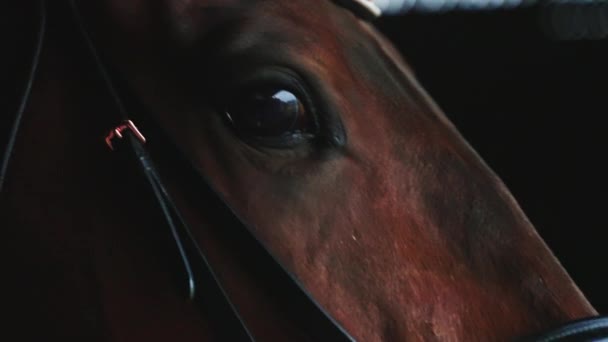 Σφραγίστε Brown Horse με μαύρα μάτια στο Σταθερό άλογο κούρσας - Closeup View — Αρχείο Βίντεο