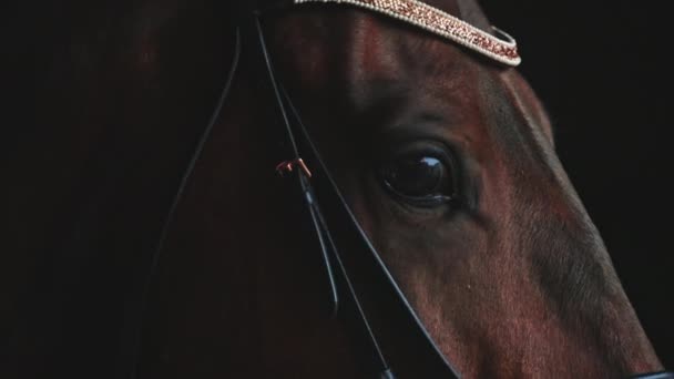 Σφραγίστε Brown Horse με μαύρα μάτια φορώντας όμορφα κοσμήματα στέκεται στο στάβλο — Αρχείο Βίντεο