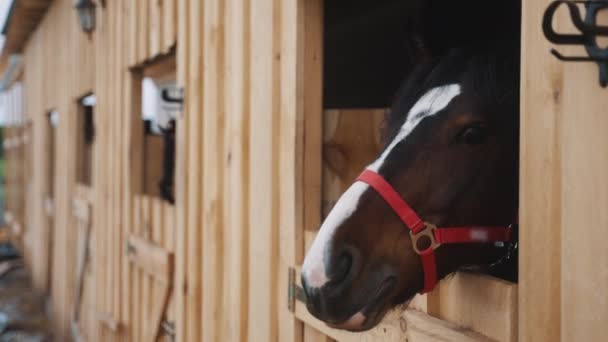 Cheval Dark Bay regardant par la fenêtre du stalle - écurie de cheval — Video