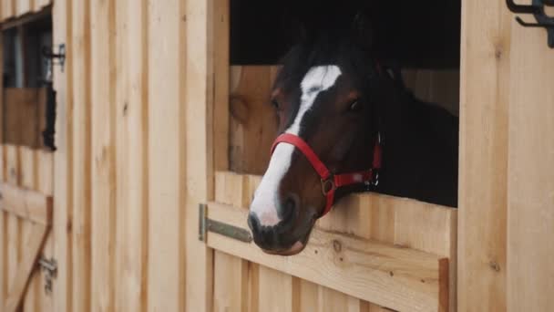 Dark Bay Horse Looking Out From The Window Of The Stall Row Of Windows In Stable — Stock Video