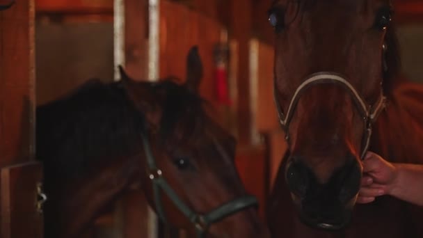 O proprietário do cavalo que toma seu cavalo cego marrom escuro que prende seu estábulo principal da corda do cavalo — Vídeo de Stock