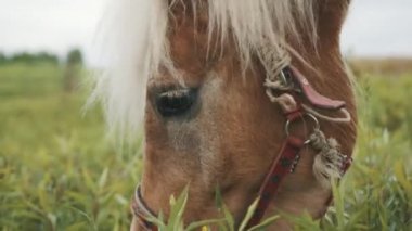 Açık kahverengi bir at, tarlada otlayan sarışın bir yelesi var, keten bir at kafası.