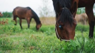 Çayırlarda otlayan kör bir at Gündüzleri At Çiftliğinden Sahneler