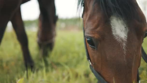 Dark Bay Horses Grazen in het veld overdag Closeup View of Horse Head — Stockvideo