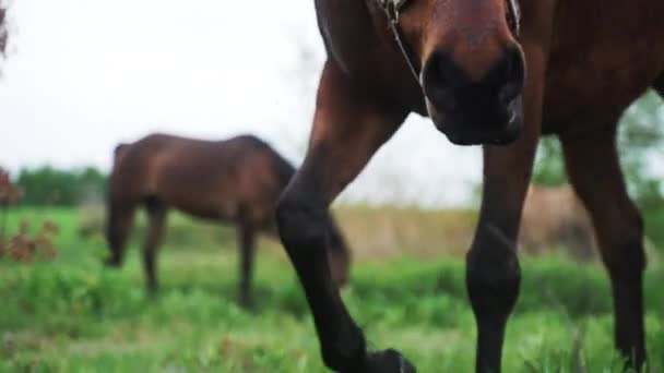 Horses Grazing In The Horse Farm Dark Bay Horse With A Black Mane Eating Grass — Stock Video