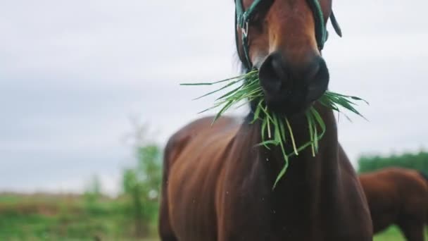 Donker bruin paard kauwt op gras van dichtbij - Horse Farm overdag — Stockvideo