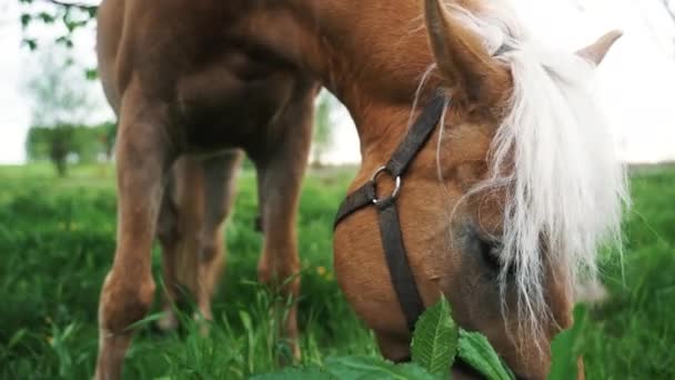 Jasnobrązowy koń z blond grzywą jedzącą trawę na łąkach - Horse Farm — Wideo stockowe