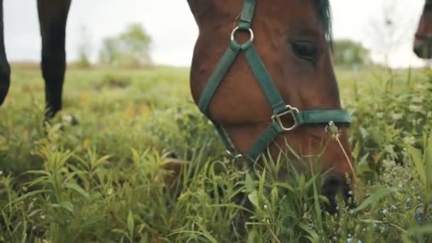 A Dark Bay Horse Grazing In The Field - Another Bay Horse Walking past The Field — Stock Video