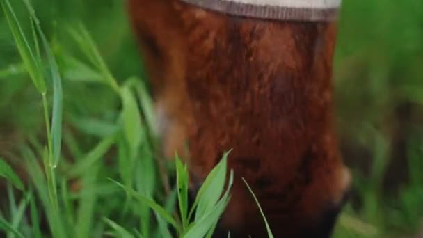 The Field Dark Bay Horse Eating Grass 에서 말의 입 grazing 의 근접 사진 — 비디오