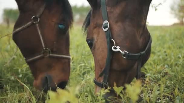 Крупним планом темної бухти коні голови їдять траву в луках протягом дня — стокове відео