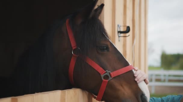 Mädchen tätschelt ein dunkelbraunes Pferd Das Pferd blickt aus dem Fenster des Stalls — Stockvideo