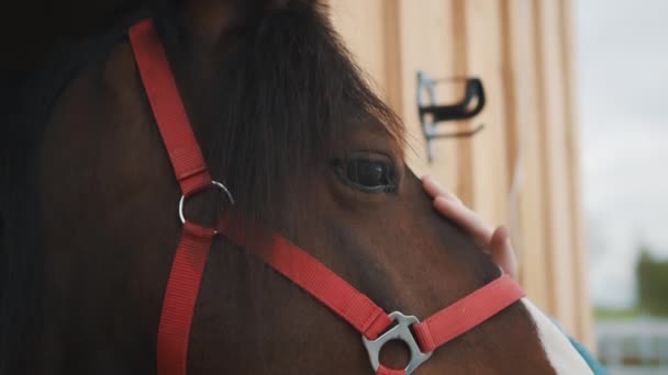 Chica pateando un caballo marrón oscuro el caballo está mirando desde la ventana del puesto — Vídeos de Stock