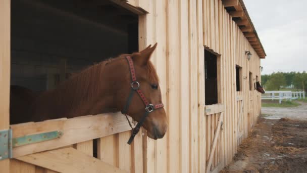 Chestnut Horse Looking Out From The Window Of The Stall Horse Stable With Stalls — Stock Video