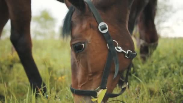 Konie z ciemnej zatoki wypasają się na polach z końskiej farmy w ciągu dnia. — Wideo stockowe