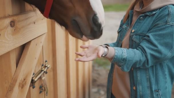 Un caballo marrón oscuro comiendo algo - lamiendo las manos del dueño del caballo femenino — Vídeos de Stock