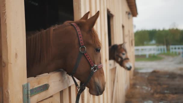 Dark Brown Horse Looking Out From The Window Of The Stall Horse Stable — Stock Video