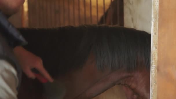 Proprietario del cavallo spazzolatura Mane di una baia scura Horse Grooming e prendersi cura dei cavalli — Video Stock