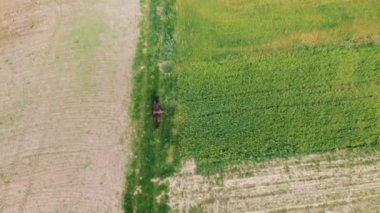 Koyu kahverengi bir atın çayırlarda dörtnala koşuşunun robot görüntüsü.